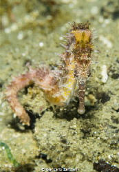 During a dive the guide discover that small seahorse by Giancarlo Zambelli 